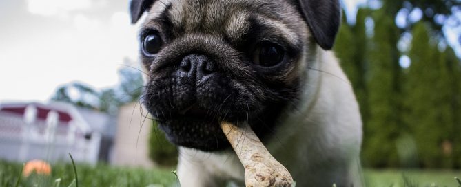 skin conditions in dogs