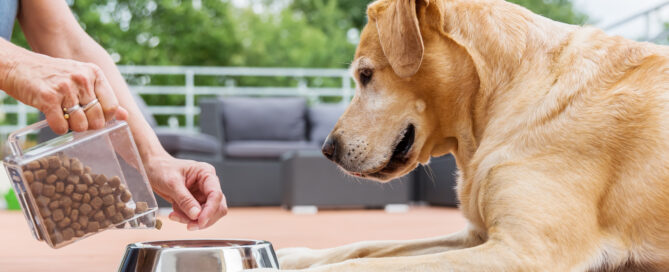 aafco approved dog food