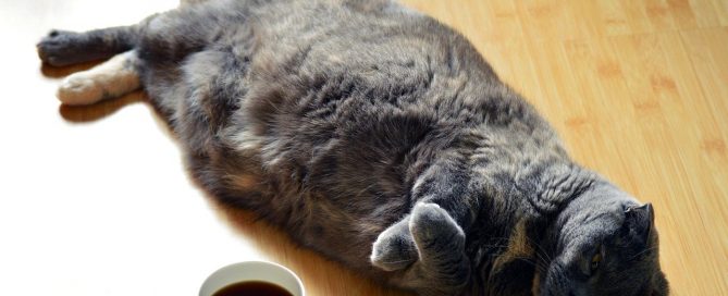 fat cat lazing about drinking coffee