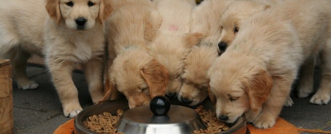 Puppies eating raw pet food