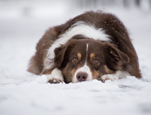 Indoor Games to Play With Your Dog