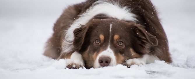 dog in snow moping - natural raw pet food concept image