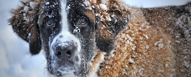 dog in snow looking unhappy - Raw Pet Food in Pennsylvania concept image