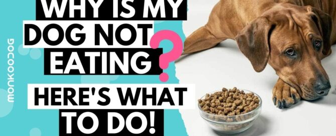 why wont my dog eat