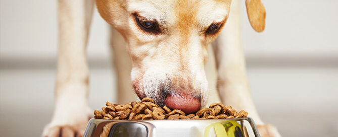 diets for dogs