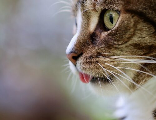 Why Different Cats Require Different Diets