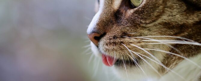 close up of cat with tongue out - raw pet food in pa concept image