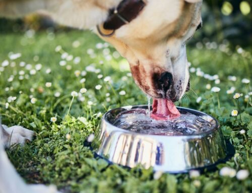 What Can Dogs Drink Besides Water?