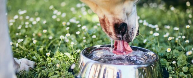 what can dogs drink besides water